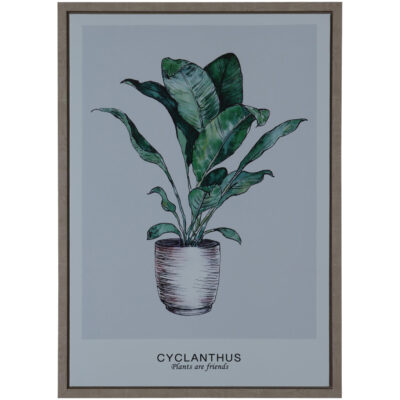 Cuadro Decorativo Cyclanthus Friend 70 x 50