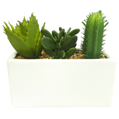 Planta Aloe y Cactus Maceta Blanca 14 Cm de Largo